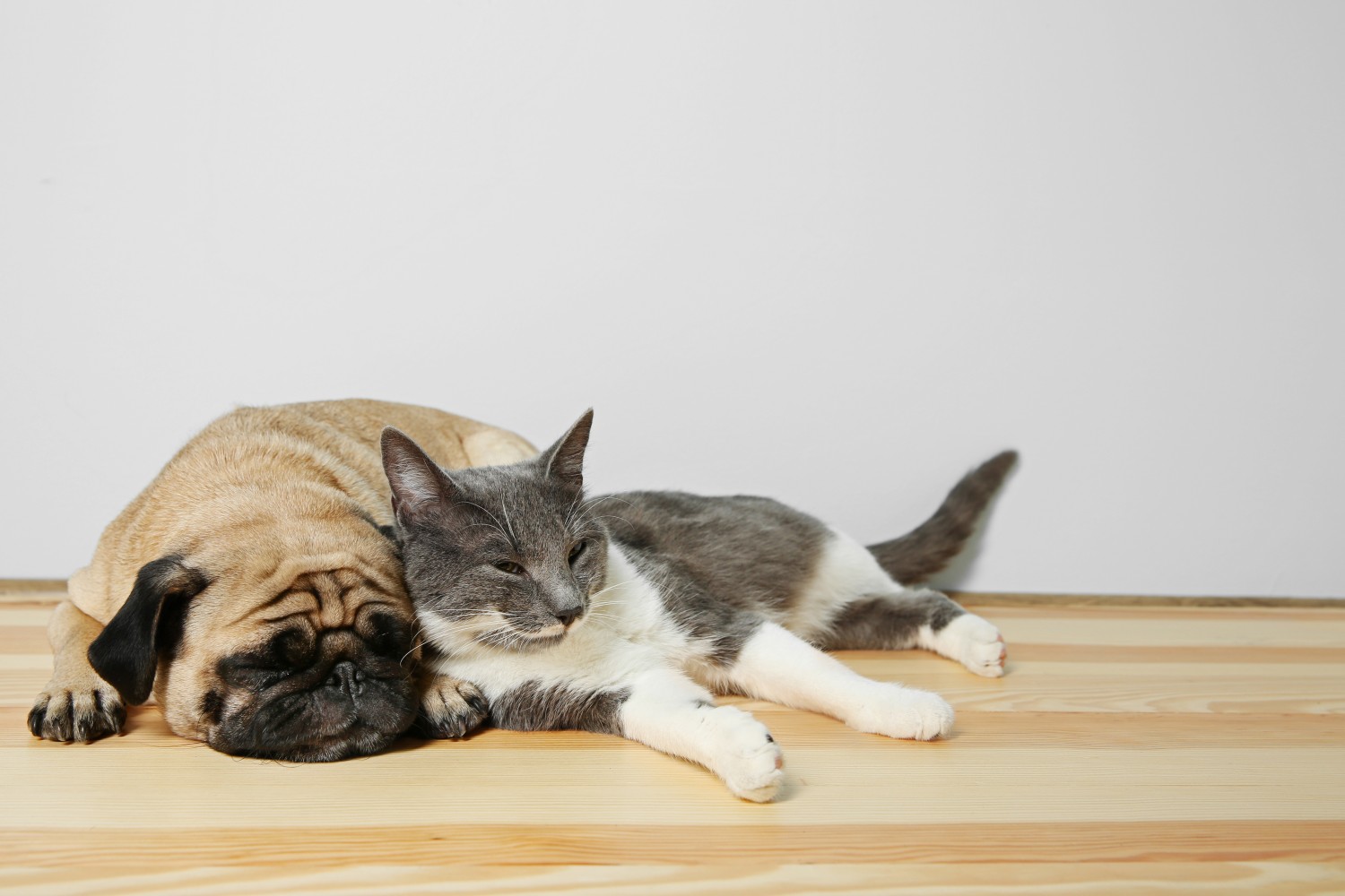 Cat & Dog Snuggled - About Orangevale Veterinary Hospital, Inc. in ...